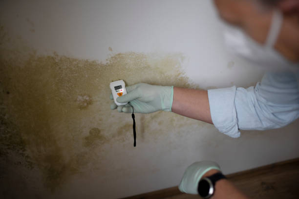 Best Fast Mold Removal  in The Dalles, OR