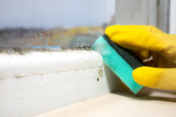 Best Affordable Mold Removal  in The Dalles, OR