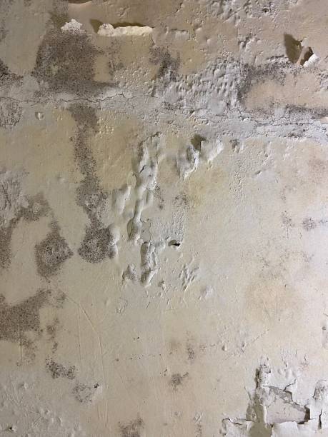 Best Water Damage Restoration  in The Dalles, OR
