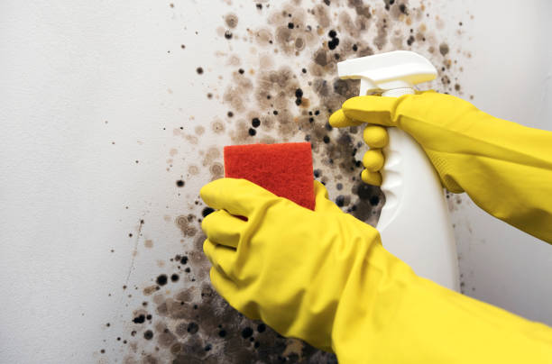 Best Office Mold Removal Services  in The Dalles, OR